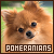 dogs: pomeranians